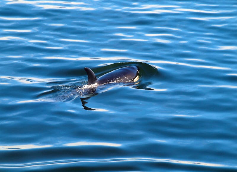 Orca am Icy Strait Point in Alaska - ©Juliane Voigt - Eberhardt TRAVEL
