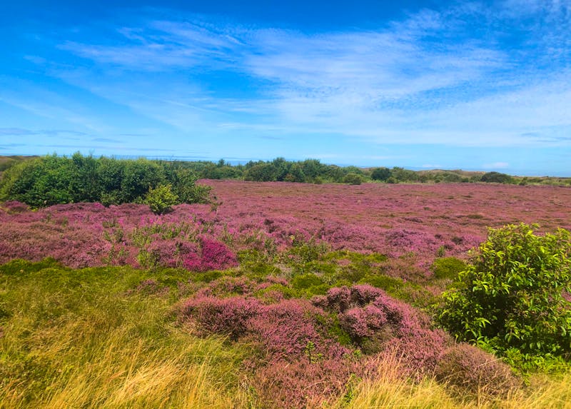 Blühende Heide auf der Nordsee-Insel Texel - ©Sabine Letzybyll - Eberhardt TRAVEL