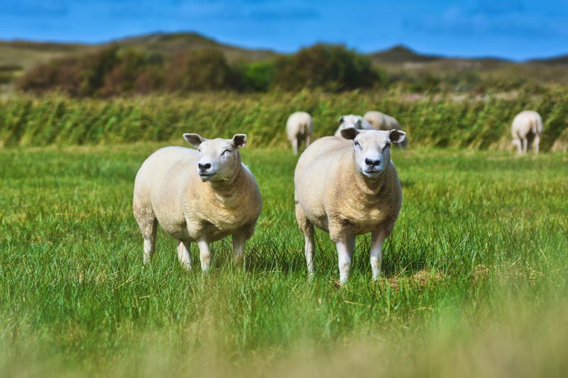 Schafe auf der Insel Texel  - ©Firn - stock.adobe.com