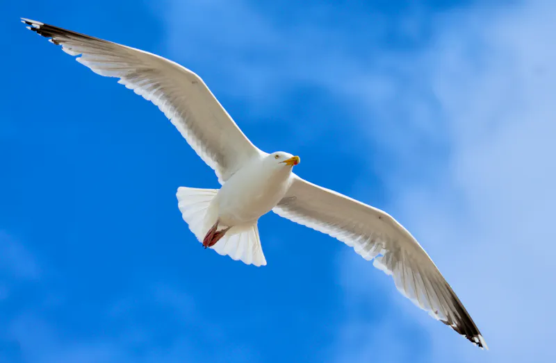 Möwe an der Nordsee - &copy;rifat uzun - stock.adobe.com
