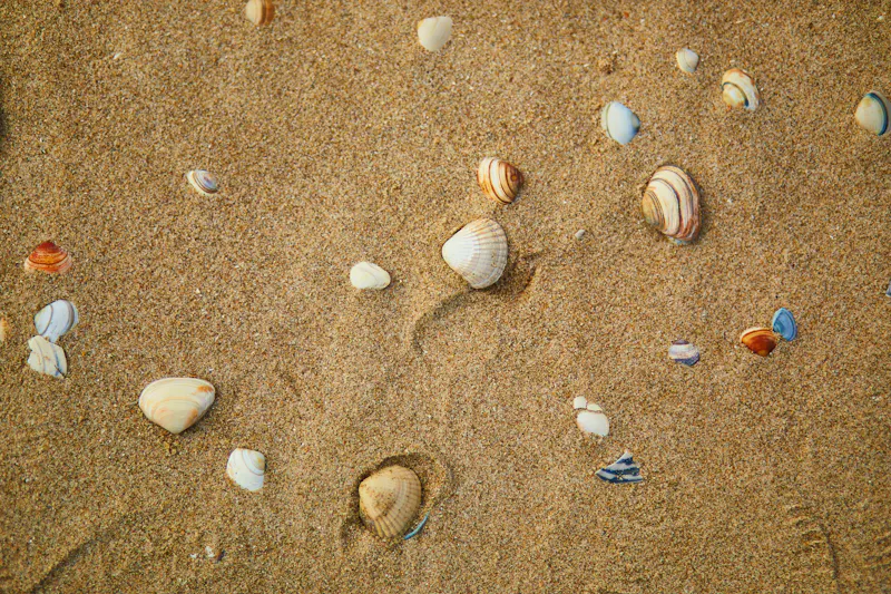 Muscheln am Nordsee-Strand - &copy;Ekaterina Pokrovsky - stock.adobe.com