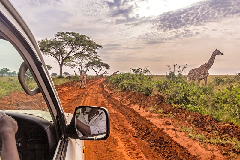 Pirschfahrt im Murchison Falls Nationalpark - Giraffen - ©Matyas Rehak - stock.adobe.com