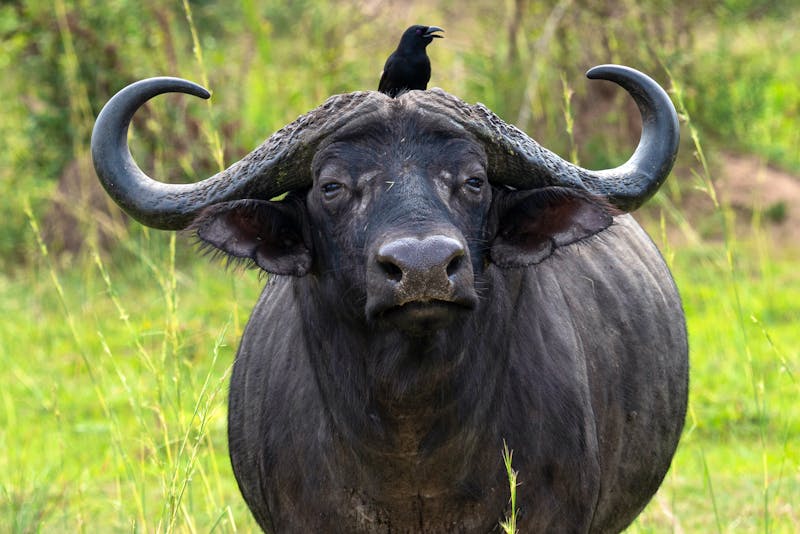 Büffel im Murchison Falls Nationalpark in Uganda - ©Alexander Ludwig/Wirestock - stock.adobe.com