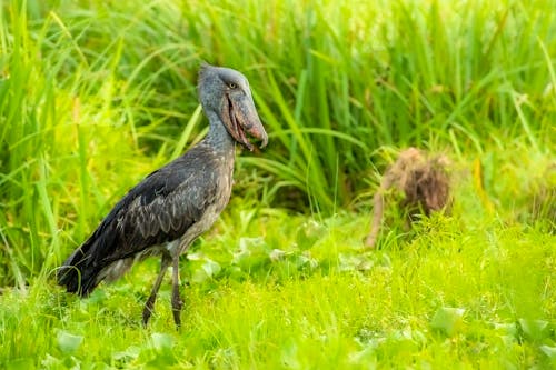 Schuhschnabel im Murchison Falls Nationalpark in Uganda &ndash; &copy; Tom - stock.adobe.com