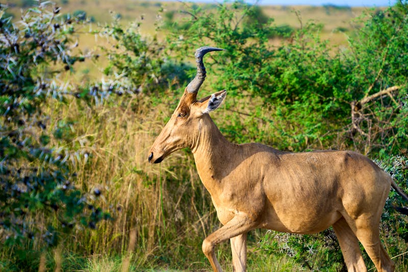 Kuhantilope im Murchison Falls Nationalpark in Uganda - ©Adrian Solumsmo - stock.adobe.com