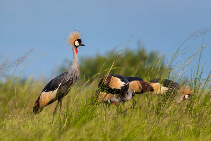 Kronenkraniche im Murchison Falls Nationalpark in Uganda - ©David - stock.adobe.com