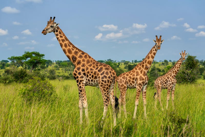 Nord-Giraffen im Murchison Falls Nationalpark in Uganda - ©David - stock.adobe.com