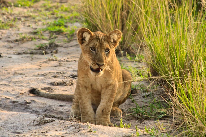 Junger Löwe im Murchison Falls Nationalpark in Uganda - ©Soldo76 - stock.adobe.com