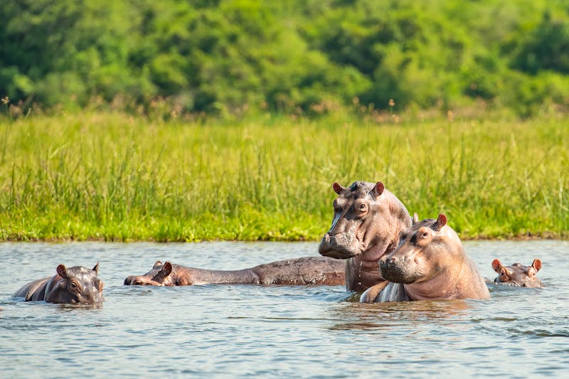 Nilpferde im Murchison Falls Nationalpark in Uganda - ©Tom - stock.adobe.com