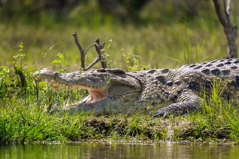 Nilkrokodil im Murchison Falls Nationalpark in Uganda - ©prochym - stock.adobe.com