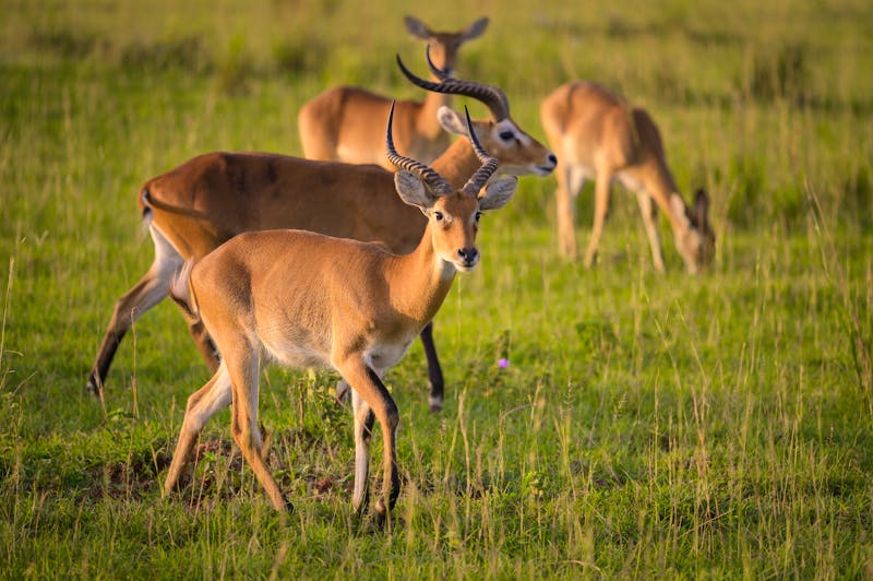 Ugandische Kobs (Kobus thomasi) im Murchison Falls Nationalpark - ©Stefan Rotter     Ueberfuhrstr. 57  1210 Wien,Austria