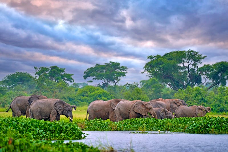 Elefanten im Murchison Falls Nationalpark in Uganda - ©ondrejprosicky - stock.adobe.com