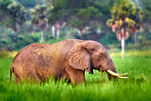 Elefant im Murchison Falls Nationalpark in Uganda &ndash; &copy; ondrejprosicky - stock.adobe.com