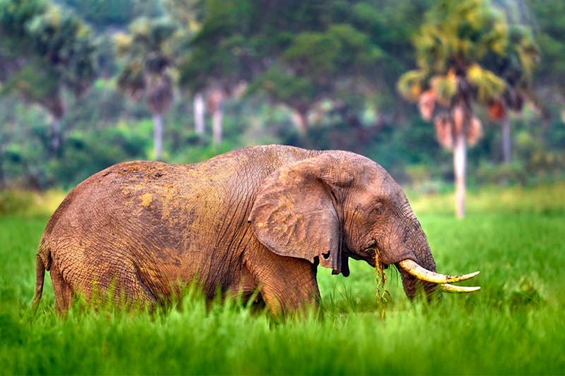 Elefant im Murchison Falls Nationalpark in Uganda - ©ondrejprosicky - stock.adobe.com