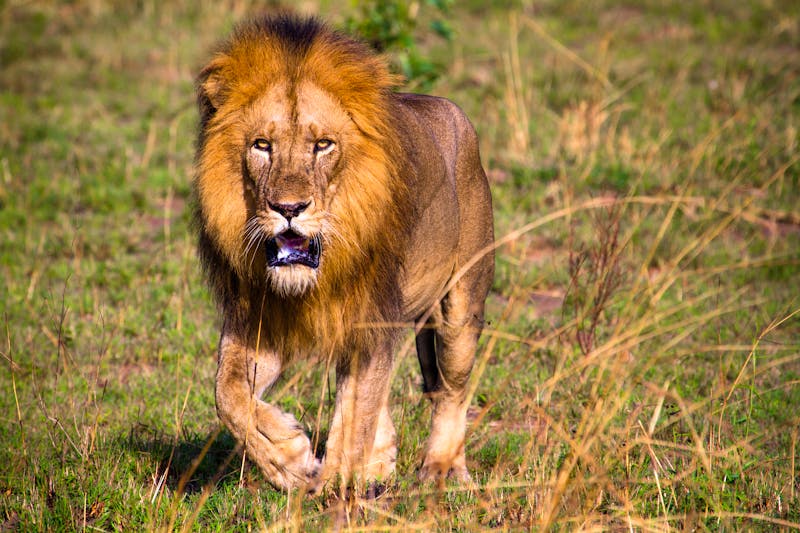 Löwe im Murchison Falls Nationalpark in Uganda - ©Radek - stock.adobe.com
