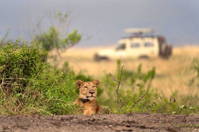 Pirschfahrt im Murchison Falls Nationalpark in Uganda - Löwin - ©prochym - stock.adobe.com