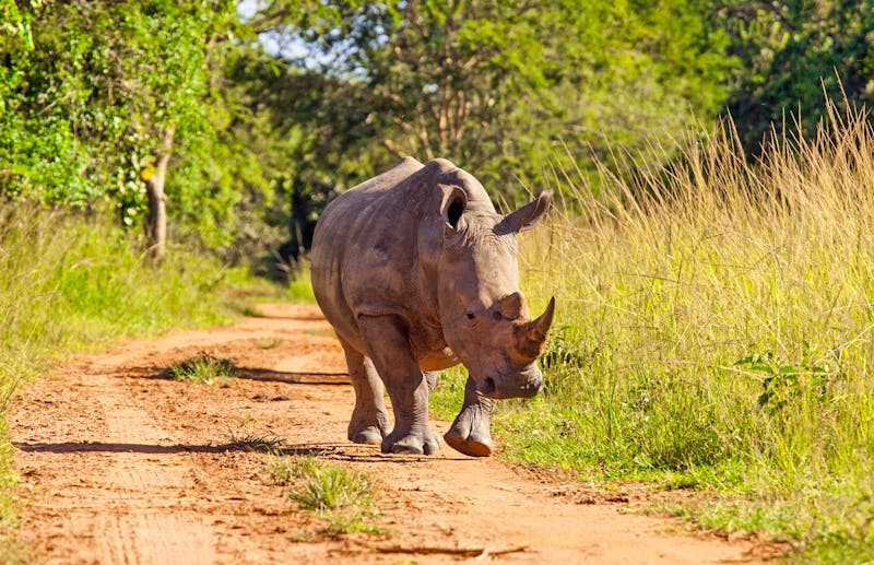 Weißes Nashorn im Ziwa Nashorn-Schutzgebiet Uganda - ©Kostyantyn - stock.adobe.com