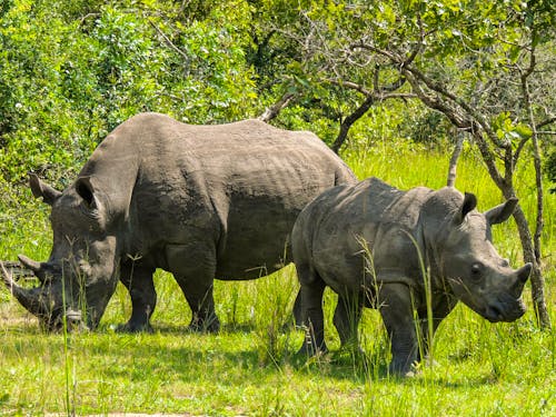 Weiße Nashörner im Ziwa Nashorn-Schutzgebiet Uganda &ndash; &copy; Cristina - stock.adobe.com
