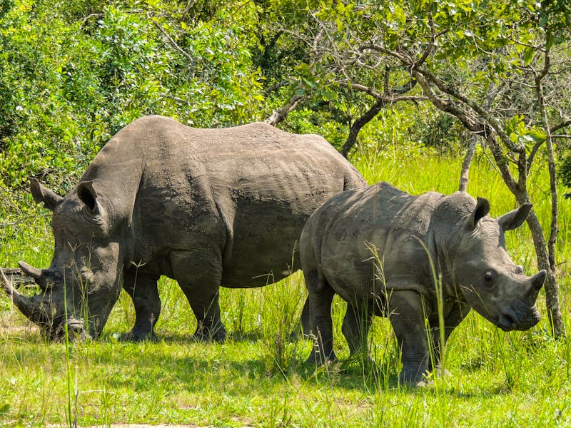 Weiße Nashörner im Ziwa Nashorn-Schutzgebiet Uganda - ©Cristina - stock.adobe.com
