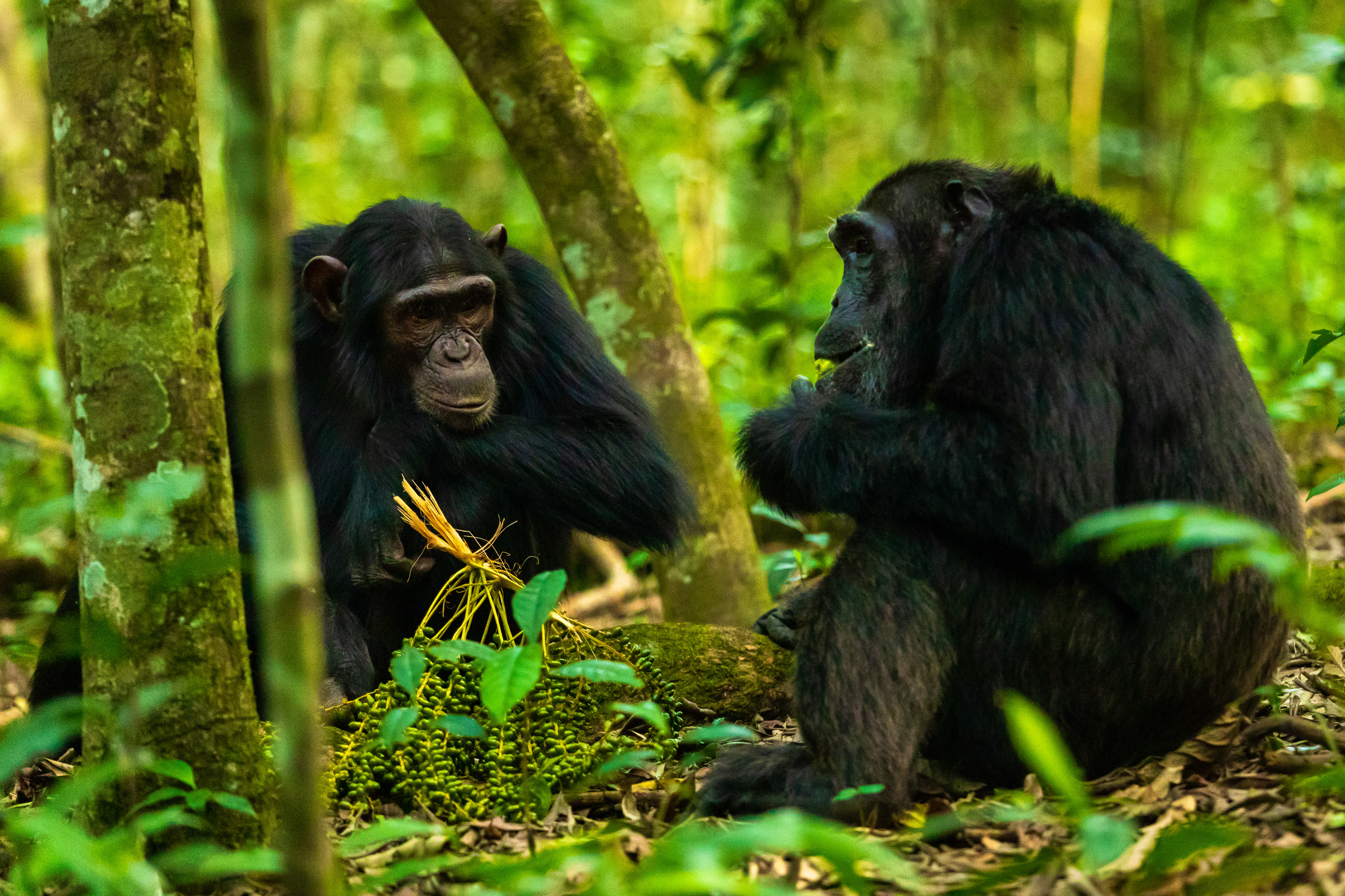 Schimpansen im Kibale Forest - Uganda - &copy;Mathias - stock.adobe.com