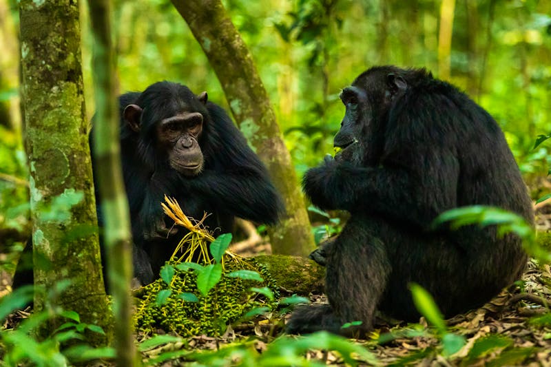 Schimpansen im Kibale Forest - Uganda - ©Mathias - stock.adobe.com