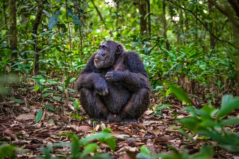 Schimpanse im Kibale Nationalpark in Uganda  - ©Sebastien Burel - stock.adobe.com