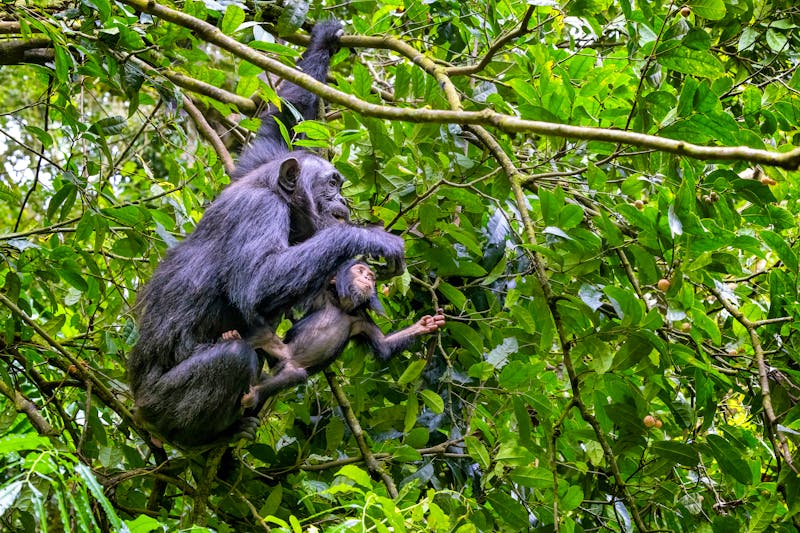 Schimpanse im Kibale Nationalpark in Uganda  - ©Rixie - stock.adobe.com