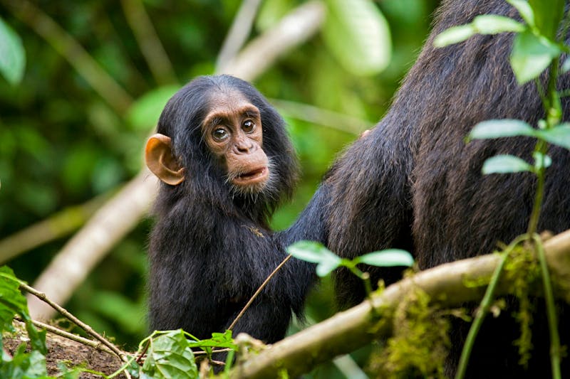 Schimpansen im Kibale Nationalpark in Uganda  - ©Kristin Mosher/Danita Delimont - stock.adobe.com