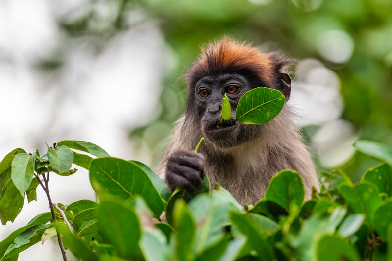 Red Colobus - roter Stummelaffe in Uganda  - ©David - stock.adobe.com