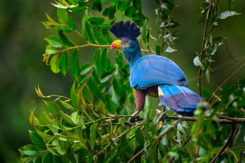 Riesenturako im Kibale Forest Nationalpark - ©ondrejprosicky - stock.adobe.com