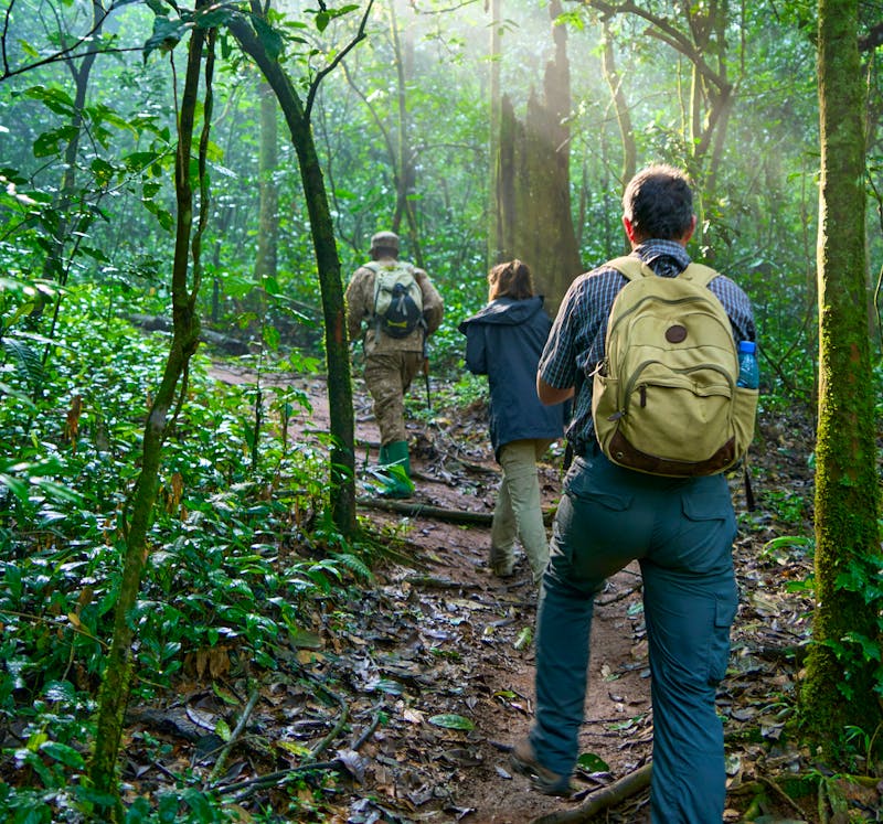 Schimpansen-Trekking im Kibale Forest Nationalpark in Uganda - ©Adrian Solumsmo - stock.adobe.com