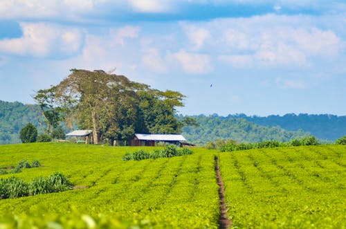 Tee-Plantagen in der Region Kibale in Uganda &ndash; &copy; Liz W Grogan - stock.adobe.com