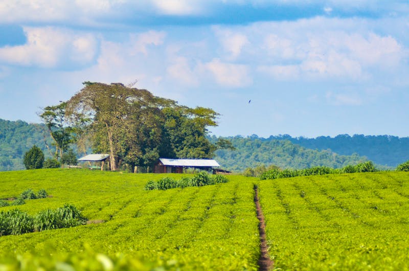 Tee-Plantagen in der Region Kibale in Uganda - ©Liz W Grogan - stock.adobe.com