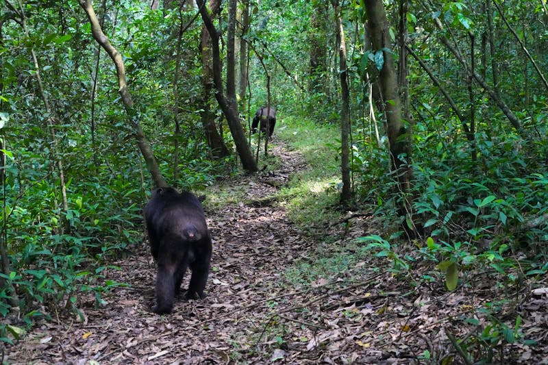 Schimpansen-Trekking im Kibale Forest Nationalpark in Uganda - ©Laurent JAMIN - stock.adobe.com