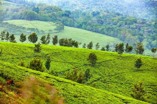 Teeplantagen in Uganda in der Region Kibale &ndash; &copy; Denys - stock.adobe.com