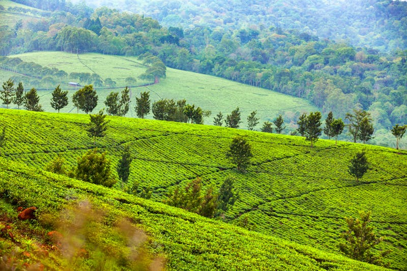 Teeplantagen in Uganda in der Region Kibale - ©Denys - stock.adobe.com