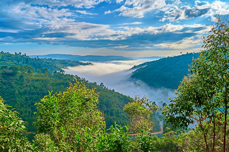 Kibale Forest Nationalpark in Uganda - ©Adrian Solumsmo - stock.adobe.com