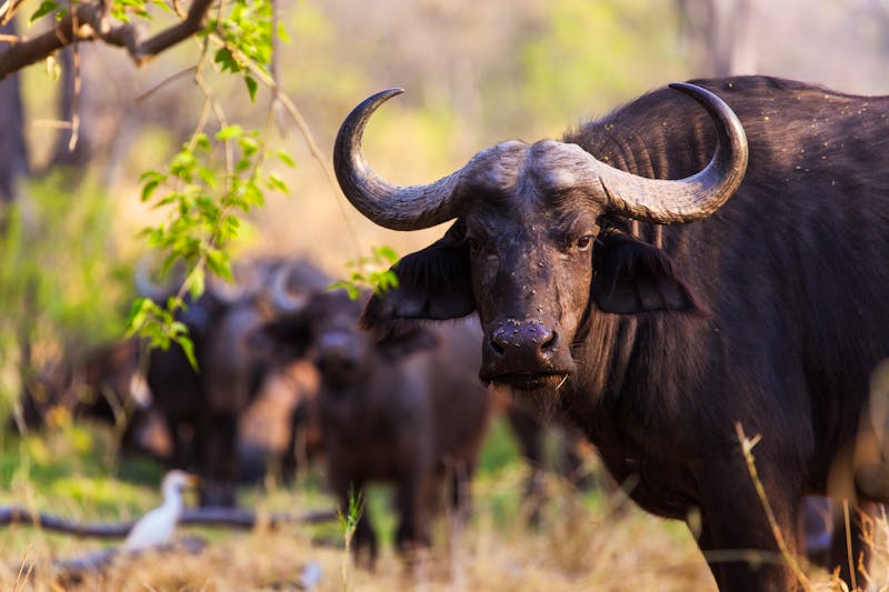 Büffel im Queen Elizabeth Nationalpark in Uganda - ©SB - stock.adobe.com
