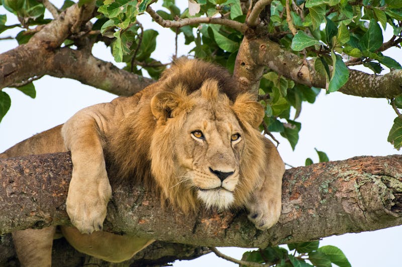 Die kletternden Löwen von Ishasha - Queen Elizabeth Nationalpark   - ©Silvia Truessel - stock.adobe.com