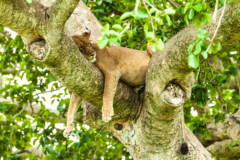 Die kletternden Löwen von Ishasha - Queen Elizabeth Nationalpark   - ©Denys - stock.adobe.com