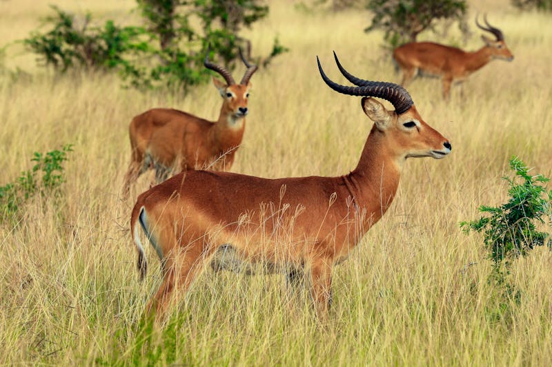 Ugandische Kobs bei Ishasha - Queen Elizabeth Nationalpark  - ©Daniel Lamborn - stock.adobe.com