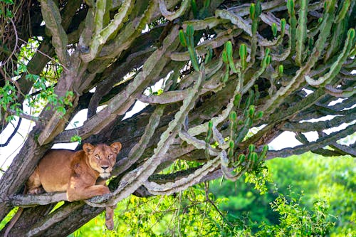 Die kletternden Löwen von Ishasha - Queen Elizabeth Nationalpark   &ndash; &copy; matteo - stock.adobe.com