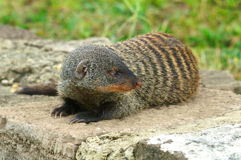 Manguste im Queen Elizabeth Nationalpark in Uganda - ©RMMPPhotography - stock.adobe.com