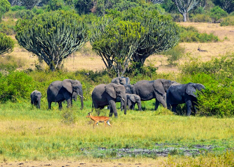 Elefanten im Queen Elizabeth Nationalpark in Uganda - ©PRILL Mediendesign - stock.adobe