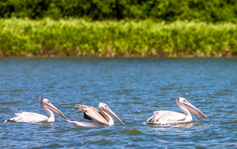 Pelikane am Kazinga Kanal - Queen Elizabeth Nationalpark - ©Travel Stock - stock.adobe.com
