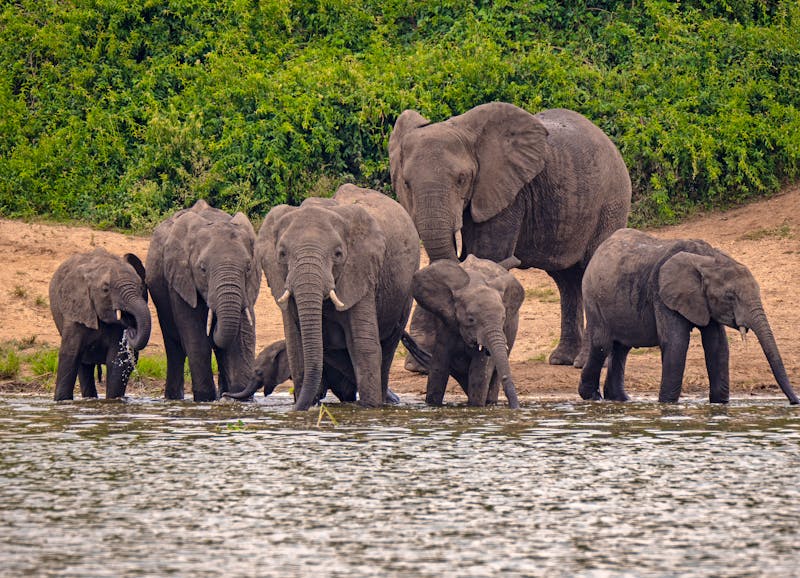 Elefanten am Kazinga Kanal - Queen Elizabeth Nationalpark - ©hyserb - stock.adobe.com