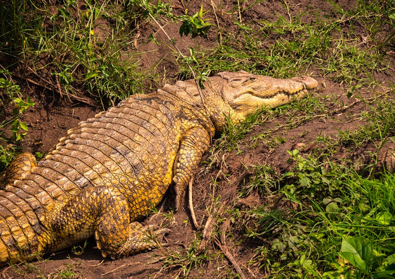 Krokodil am Kazinga Kanal - Queen Elizabeth Nationalpark - ©hyserb - stock.adobe.com