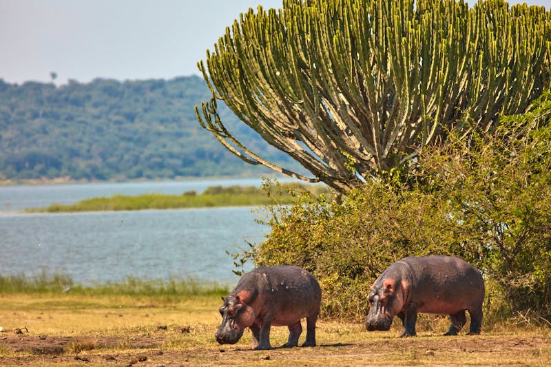 Flusspferde im Queen Elizabeth Nationalpark in Uganda - ©batman6794 - stock.adobe.com
