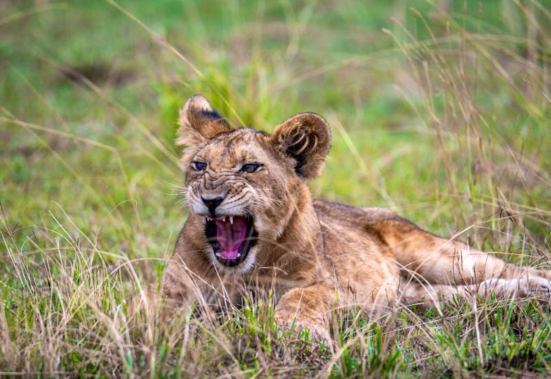 Junger Löwe im Queen Elizabeth Nationalpark in Uganda - ©Sasha - stock.adobe.com