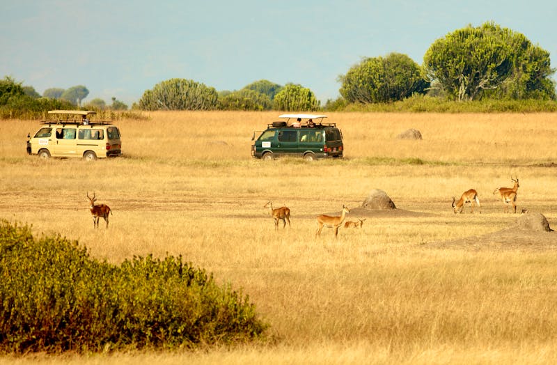 Pirschfahrt im Queen Elizabeth Nationalpark in Uganda - ©batman6794 - stock.adobe.com